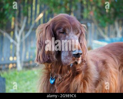 Alte Hunde, ein alternder irischer Setter-Hund, sein rotes Haar wird grau auf seinem Gesicht, steht im Hinterhof mit geschlossenen Augen, Australien Stockfoto