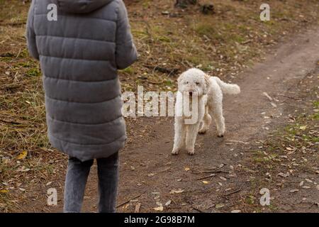 Italienischer lagotto weißer lockiger Hund auf einem Spaziergang im Herbstwald Stockfoto