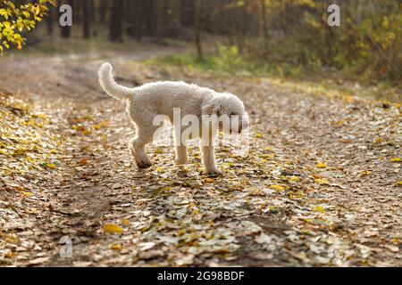 Italienischer lagotto weißer lockiger Hund auf einem Spaziergang im Herbstwald Stockfoto