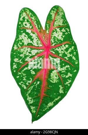 Caladium bicolor Blatt isoliert auf weißem Hintergrund. Caladium bicolor Blatt Clipping Pfad Stockfoto