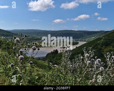 Schöne Aussicht auf Rheintal mit Fluss und Dorf Boppard im Hintergrund in Rheinland-Pfalz, Deutschland im Sommer mit Drüsendistel. Stockfoto