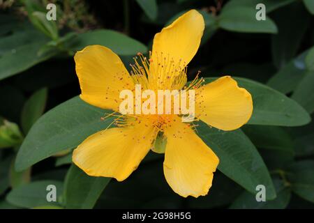 Nahaufnahme von Johanniskraut Stockfoto