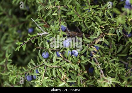 Detail von wilden Früchten auf einem Busch in der Natur Stockfoto