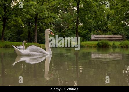 München, Deutschland. Juli 2021. Zwei Schwäne schwimmen auf dem Entenvolierebach im Englischen Garten, der sich im Herzen der bayerischen Hauptstadt befindet. Kredit: Peter Kneffel/dpa/Alamy Live Nachrichten Stockfoto