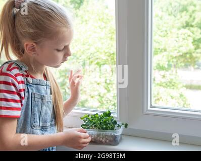 Ein kleines Mädchen am Fenster beobachtet, wie mikrogrüne Erbsen wachsen Stockfoto