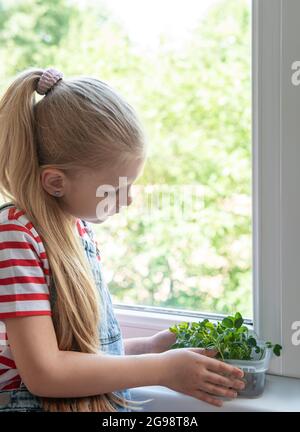 Ein kleines Mädchen am Fenster beobachtet, wie mikrogrüne Erbsen wachsen Stockfoto