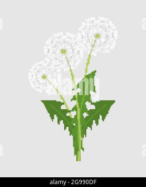Löchenkolben Pixel Art. 8 Bit Blowball Blume Vektor Illustration Stock Vektor
