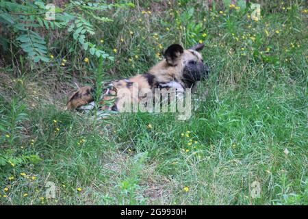 Afrikanischer Wildhund im Overloon Zoo, Niederlande Stockfoto