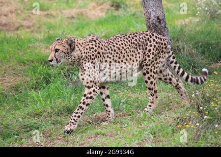 Gepard im Overloon Zoo, Niederlande Stockfoto