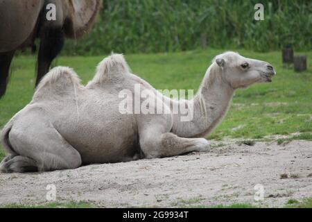 Kamel in Overloon Zoo, Niederlande Stockfoto