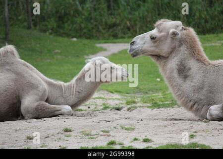 Kamel in Overloon Zoo, Niederlande Stockfoto