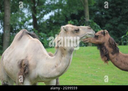 Dromedar im Overloon Zoo, Niederlande Stockfoto