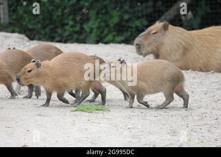 Cabybara in Overloon Zoo in den Niederlanden Stockfoto