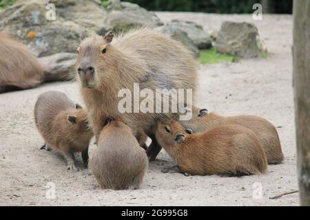 Cabybara in Overloon Zoo in den Niederlanden Stockfoto