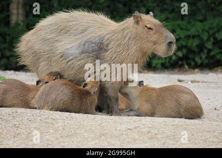 Cabybara in Overloon Zoo in den Niederlanden Stockfoto