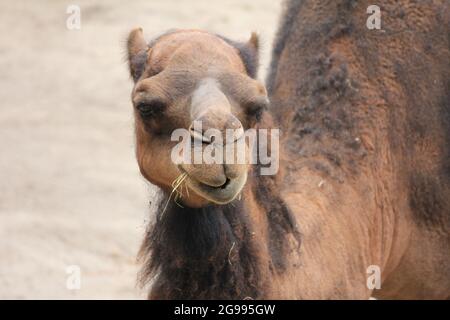 Dromedar im Overloon Zoo, Niederlande Stockfoto