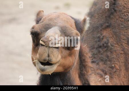 Dromedar im Overloon Zoo, Niederlande Stockfoto