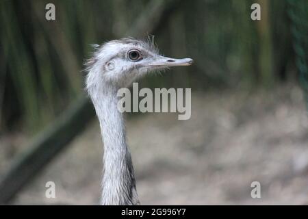 Greater rhea im Overloon Zoo, Niederlande Stockfoto