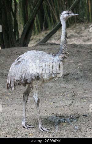 Greater rhea im Overloon Zoo, Niederlande Stockfoto