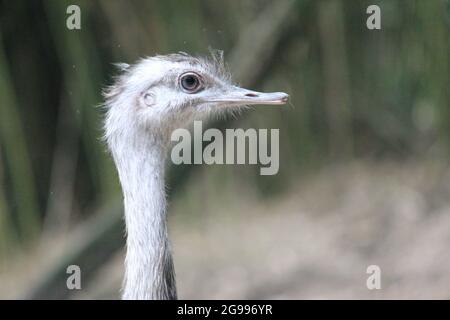 Greater rhea im Overloon Zoo, Niederlande Stockfoto