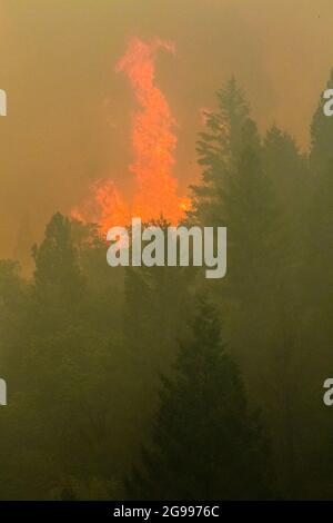California, Usa. Juli 2021. Bäume, die beim Feuer von Dixie in Flammen aufgehüllt wurden. Das Dixie-Feuer brennt in Kalifornien weiter und brennt über 180,000 Acres mit 20 % Rückhaltekapazität. (Foto von Ty O'Neil/SOPA Images/Sipa USA) Quelle: SIPA USA/Alamy Live News Stockfoto