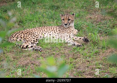 Gepard im Overloon Zoo, Niederlande Stockfoto