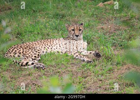 Gepard im Overloon Zoo, Niederlande Stockfoto