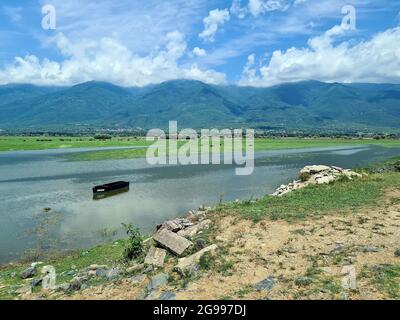 Griechenland, Landschaft mit wilden und frei lebenden Wasserbüffeln am Kerkini-See in Zentralmakedonien Stockfoto
