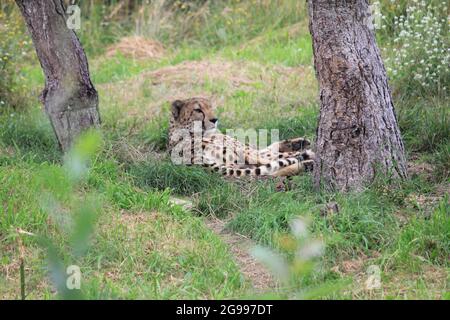 Gepard im Overloon Zoo, Niederlande Stockfoto