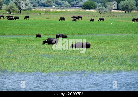 Griechenland, Landschaft mit frei lebenden Wasserbüffeln am Kerkini-See in Zentralmakedonien Stockfoto