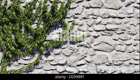 Weinstock auf einer Steinmauer. 3D-Rendering-Illustration Stockfoto