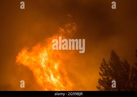 California, Usa. Juli 2021. Bäume, die beim Feuer von Dixie in Flammen aufgehüllt wurden. Das Dixie-Feuer brennt in Kalifornien weiter und brennt über 180,000 Acres mit 20 % Rückhaltekapazität. Kredit: SOPA Images Limited/Alamy Live Nachrichten Stockfoto