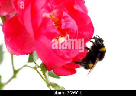 Eine Hummel sitzt auf einer Rosenblüte Stockfoto