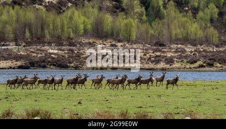 Red Deer Herd, River Cannich, Glen Cannich, Highlands, Schottland, Vereinigtes Königreich. Stockfoto