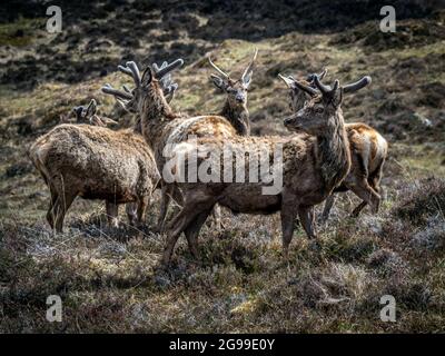 Red Deer Herd, River Cannich, Glen Cannich, Highlands, Schottland, Vereinigtes Königreich. Stockfoto