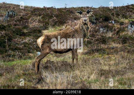 Hirschherde, River Cannich, Glen Cannich, Highlands, Schottland, Vereinigtes Königreich. Stockfoto