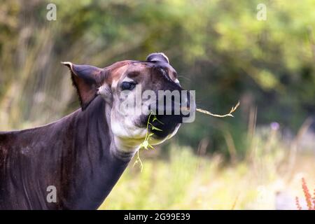 Erwachsene Okapi, okapia johnstoni, auch bekannt als Waldgiraffe, kongolesische Giraffe oder Zebragiraffe, grasen auf üppigem Laub. Diese Art ist endange Stockfoto