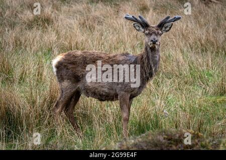 Red Deer, River Cannich, Glen Cannich, Highlands, Schottland, Vereinigtes Königreich. Stockfoto