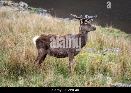 Red Deer Herd, River Cannich, Glen Cannich, Highlands, Schottland, Vereinigtes Königreich. Stockfoto