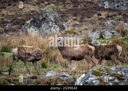 Red Deer Herd, River Cannich, Glen Cannich, Highlands, Schottland, Vereinigtes Königreich. Stockfoto