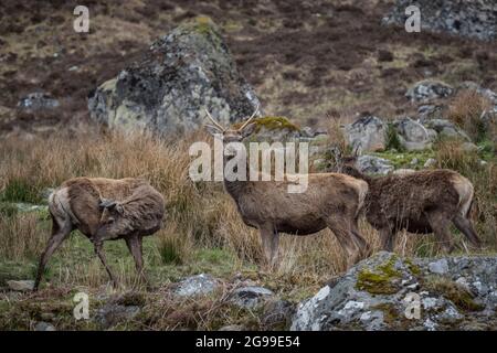 Red Deer Herd, River Cannich, Glen Cannich, Highlands, Schottland, Vereinigtes Königreich. Stockfoto