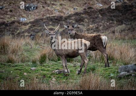 Red Deer Herd, River Cannich, Glen Cannich, Highlands, Schottland, Vereinigtes Königreich. Stockfoto