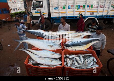 Geschäftige Aktivitäten auf dem Fischgroßmarkt in Digha, Westbengalen, Indien, einem der beliebtesten Touristenstrands Bengalens und einem der größten Fischmärkte. Stockfoto