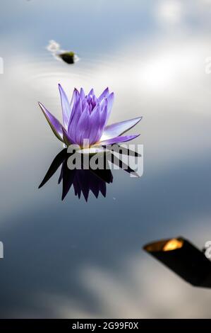 Lavendel- oder lila Lotusblumen spiegeln sich auf einer spiegelnden Teichoberfläche mit blauem Himmel und Wolken Stockfoto