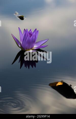 Lavendel- oder lila Lotusblumen spiegeln sich auf einer spiegelnden Teichoberfläche mit blauem Himmel und Wolken Stockfoto