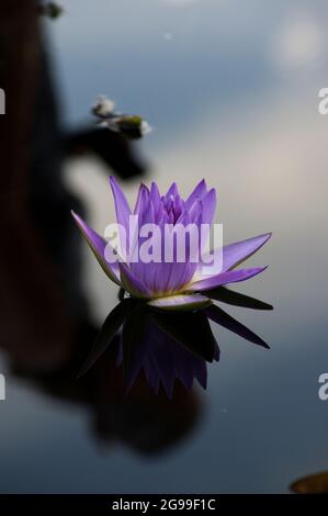 Lavendel- oder lila Lotusblumen spiegeln sich auf einer spiegelnden Teichoberfläche mit blauem Himmel und Wolken Stockfoto