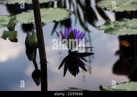 Lavendel- oder lila Lotusblumen spiegeln sich auf einer spiegelnden Teichoberfläche mit blauem Himmel und Wolken Stockfoto