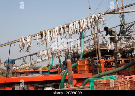 Fische werden im Sonnenlicht getrocknet, um verschiedene Fische in Trawlern zuzubereiten, die gerade von der Tiefseefischerei in der Bucht von Bengalen zurückgekehrt sind. Stockfoto