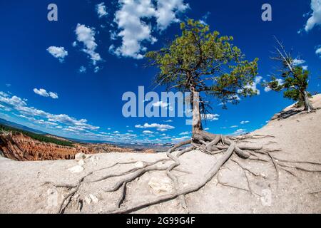 Baum mit Wurzeln über den Felsen des Bryce Canyon an einem schönen sonnigen Tag Stockfoto