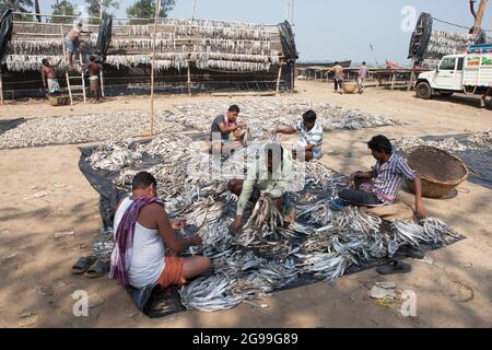 Fischer, die an der Vorbereitung von Trockenfischen am Ufer der Bucht von Bengalen in Digha, Westbengalen, Indien, arbeiten Stockfoto